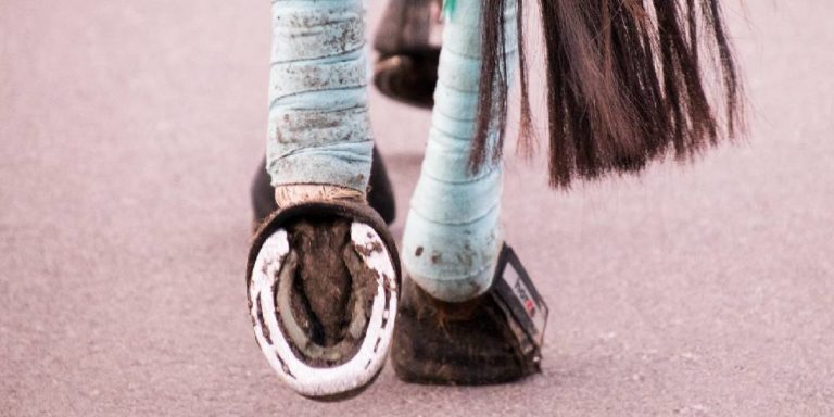 75 Best How often do horses need shoes for Outfit Everyday