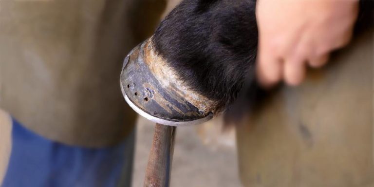 Why Do Horses Need Shoes? Horse Shoes and Their Purpose: – Insider