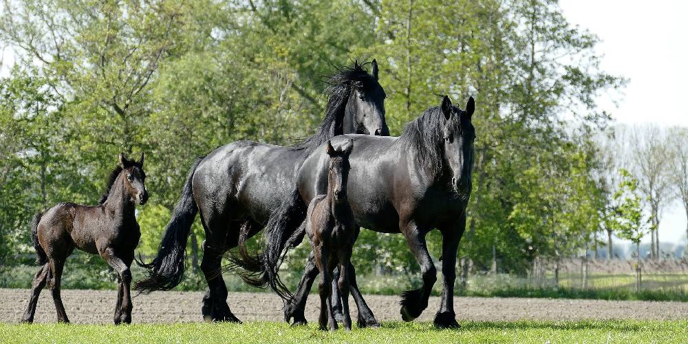 Stallion Mare Gelding What Do These Terms Mean Insider Horse 