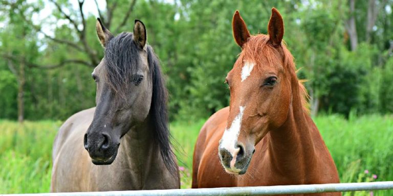 The Warmblooded Horse – Traits, Breeds, and Temperament – Insider Horse ...