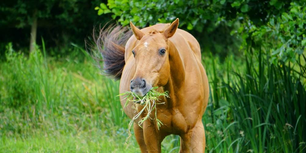 Are Horses Omnivores? What Do Horses Eat? – Insider Horse – Latest &  Greatest Horse New Publication