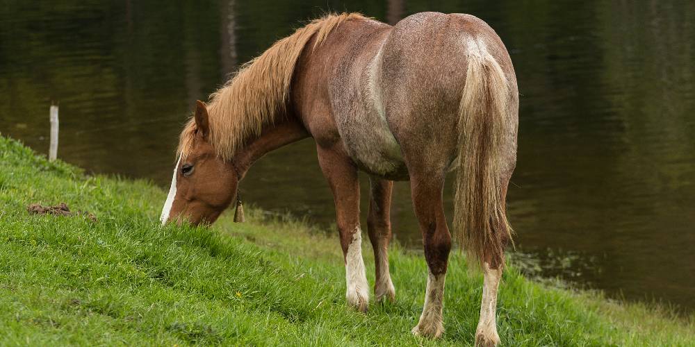 The Quarter Horse: Everything To Know On America’s Most Popular Breed