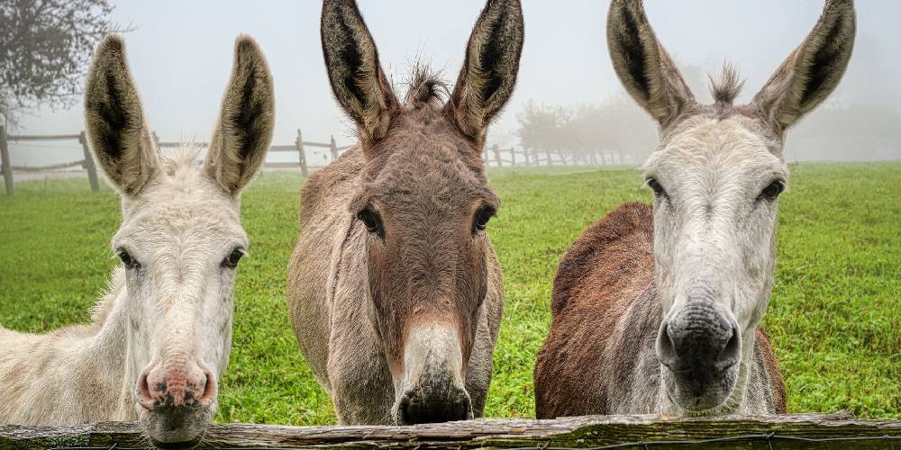 What Is A Mule & How Are They Different From Hinnies? – Insider Horse –  Latest & Greatest Horse New Publication
