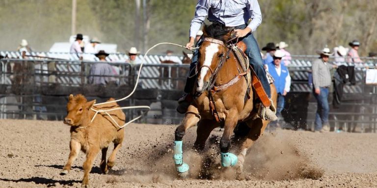 roping-a-detailed-guide-insider-horse-latest-greatest-horse-new