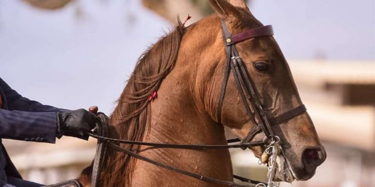 The American Saddlebred: Facts, History, & More – Insider Horse 