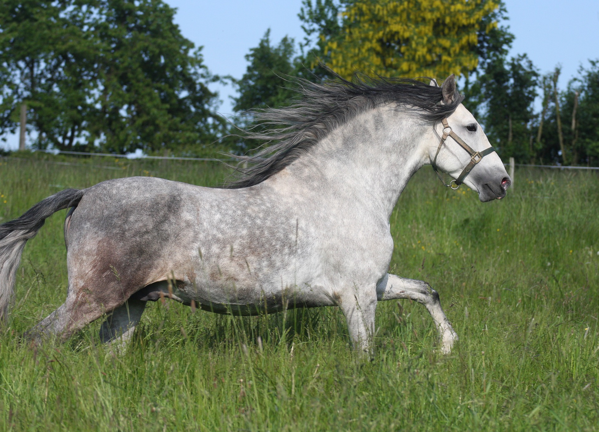 Название лошадок. Dapple Grey Horse. Dapple Grey mare. Лошади породы Пура раса Эспаньола. Серая лошадь.