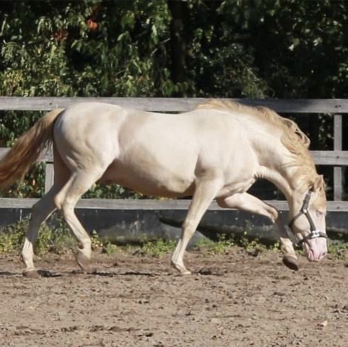 Perlino Horses: Information On This Rare Golden Coat Color