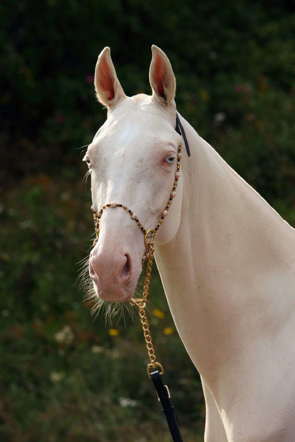 The Cremello Facts On This Golden Coat Color Insider Horse