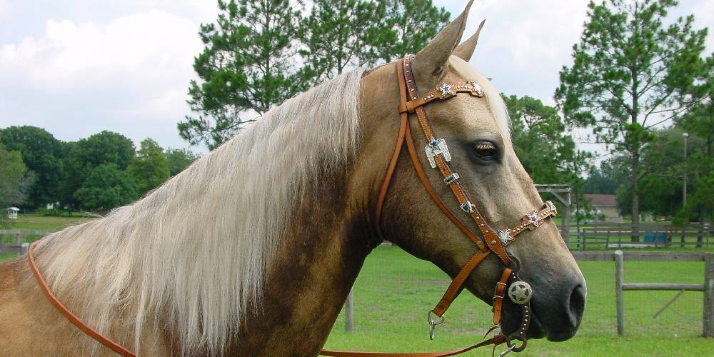 Palomino Horses: A Detailed Guide On This Unique Color