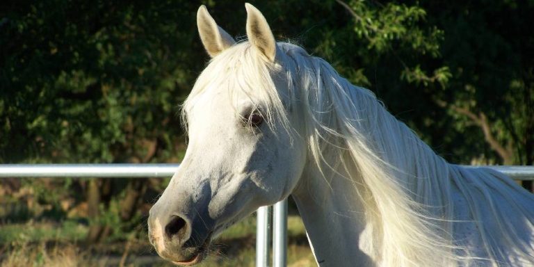 a-complete-alphabetical-list-of-the-world-s-horse-breeds-insider