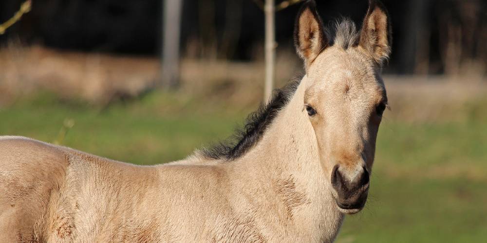 Buckskin Horses: All You Need To Know About This Gorgeous Color
