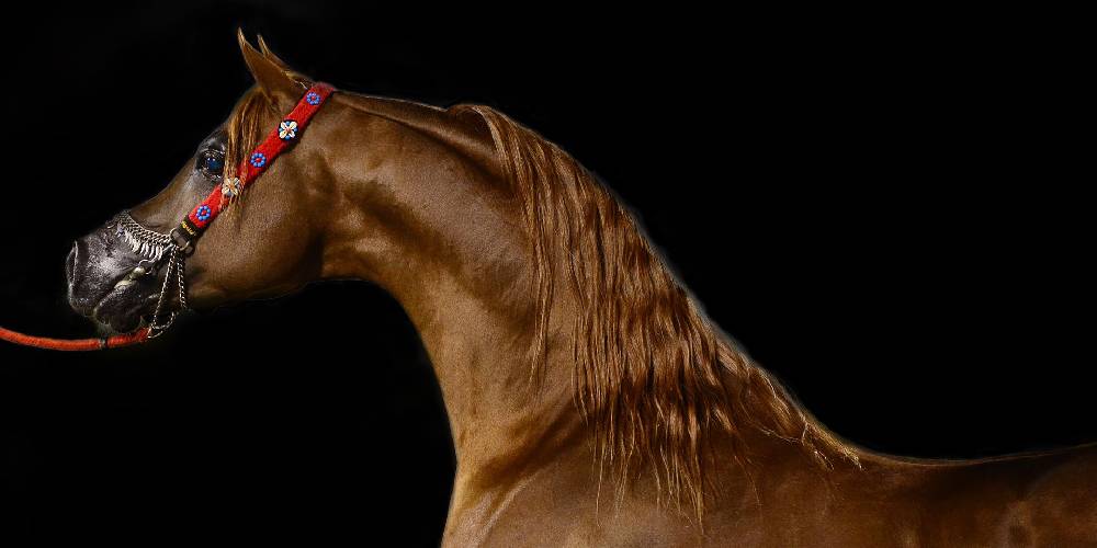 a-complete-alphabetical-list-of-the-world-s-horse-breeds-insider