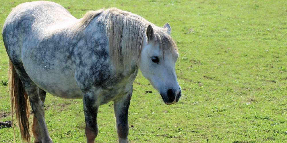a-complete-alphabetical-list-of-the-world-s-horse-breeds-insider
