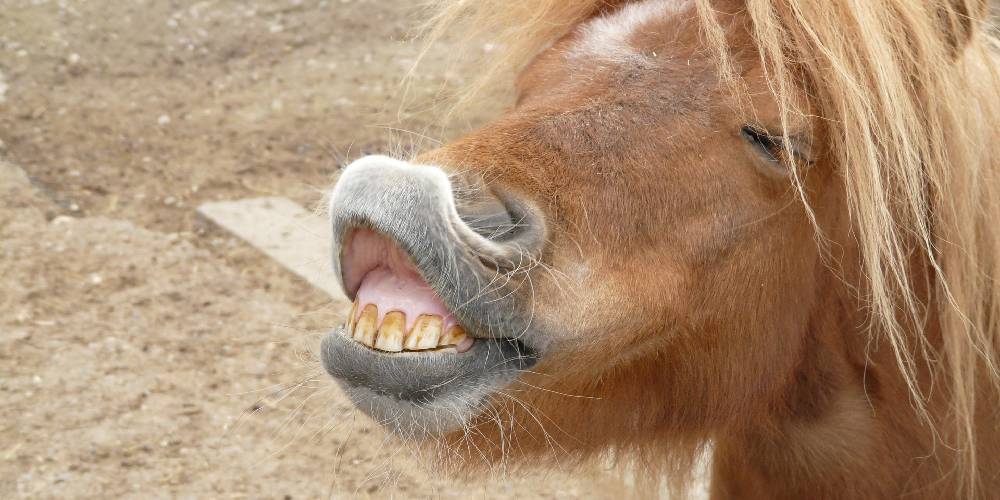Why Does My Horse Lift His Upper Lip? The Flehmen Response – Insider Horse  – Latest & Greatest Horse New Publication