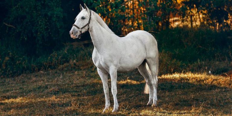 what-is-a-grade-horse-meaning-of-the-word-grade-in-horses-insider