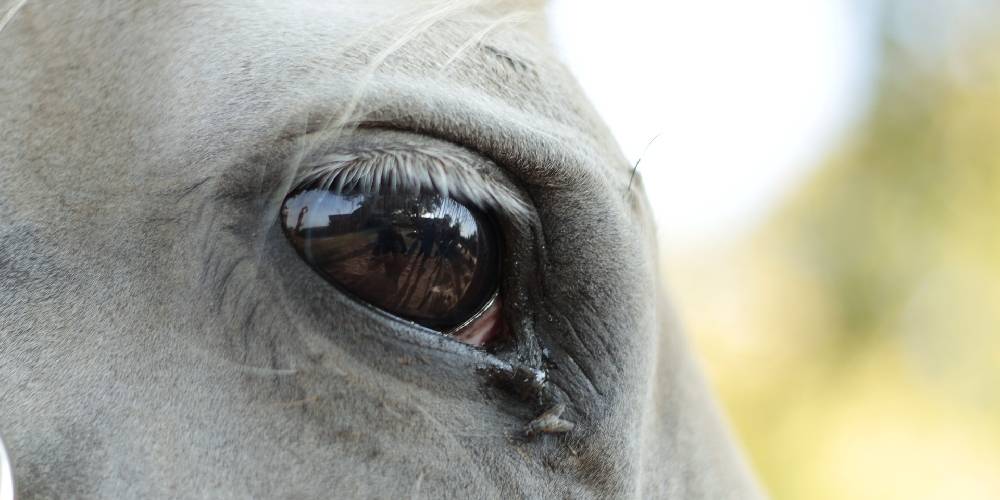 10 Fun Facts On The Horse's Eyes – Insider Horse – Latest & Greatest Horse  New Publication