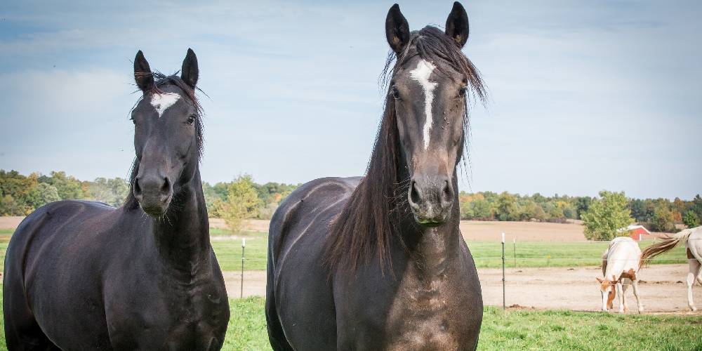 10 Colors That Will Look The Best On Your Black Horse – Insider Horse –  Latest & Greatest Horse New Publication