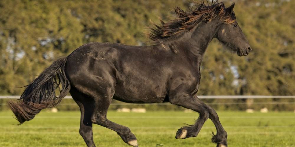 What Is Smokey Black? All About Black Horses With The Influence Of A Creme Gene