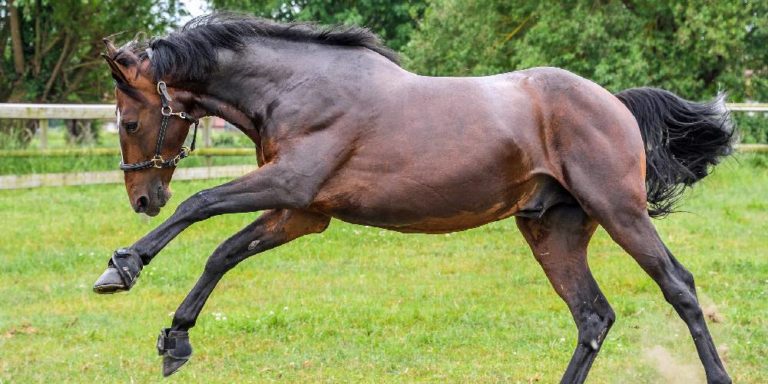 A Complete Alphabetical List Of The World’s Horse Breeds! – Insider ...