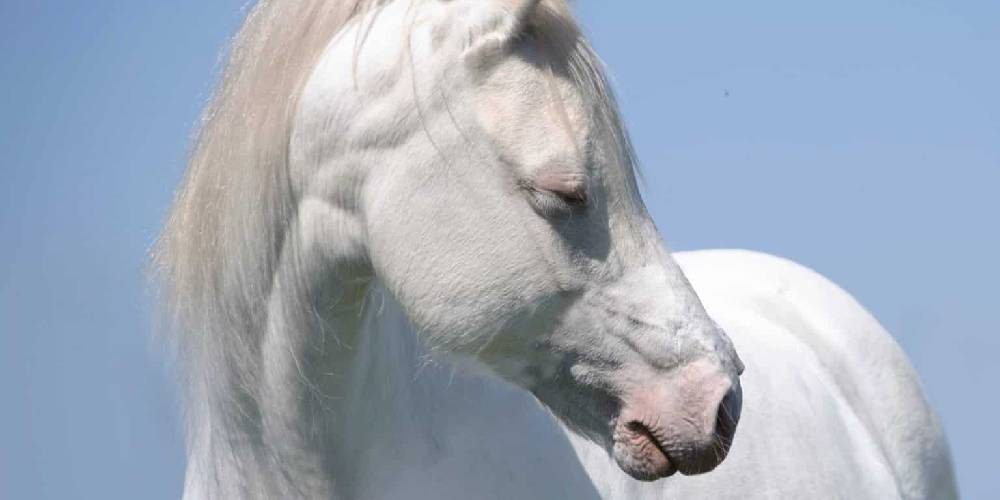 Albino Horses: Facts & Information On True White Horses