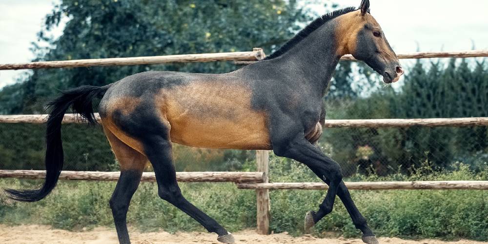The 5 Most Beautiful Horse Breeds In the World That You Need To Hear About