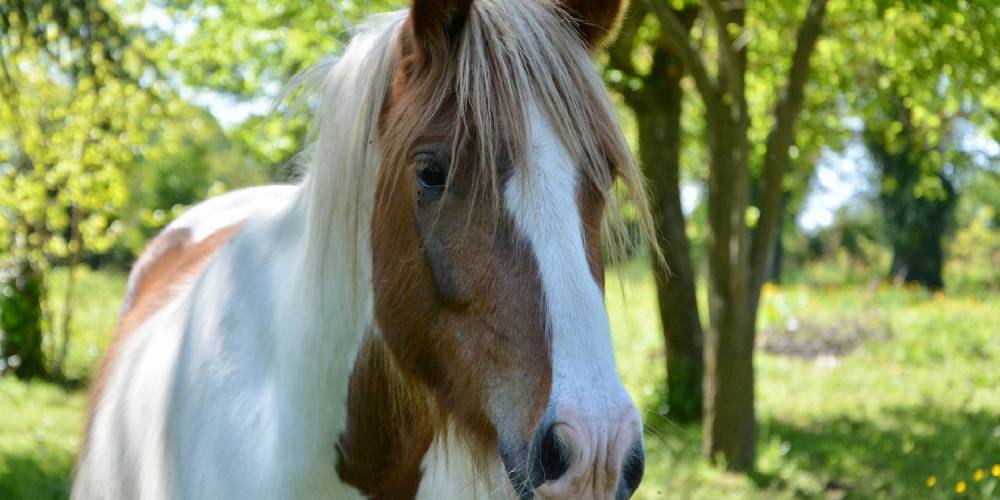 What Does Cob Mean In Horses Insider Horse Latest Greatest Horse New Publication