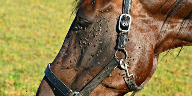 Can Horses Be Allergic To Flies? – Insider Horse – Latest & Greatest ...