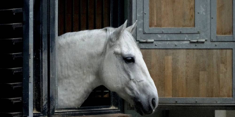 The Lipizzaner Horse: All About Austria’s Most Famous Horse Breed