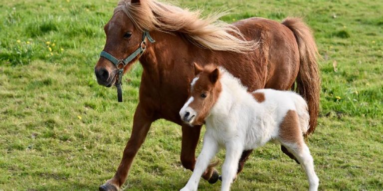 what-is-a-sire-what-is-a-dam-horse-pedigree-terms-you-need-to-know