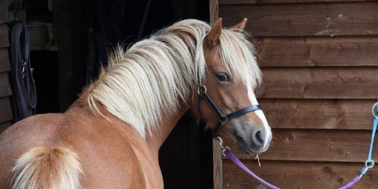 What Is A Welsh Pony? Facts You Should Know About This Pony Breed ...