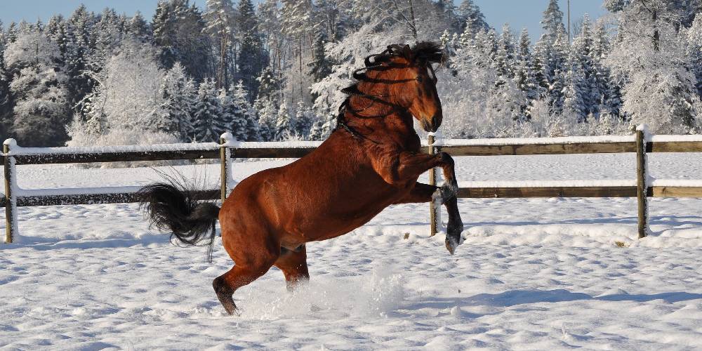5 Horse Breeds All Beginners Should Avoid
