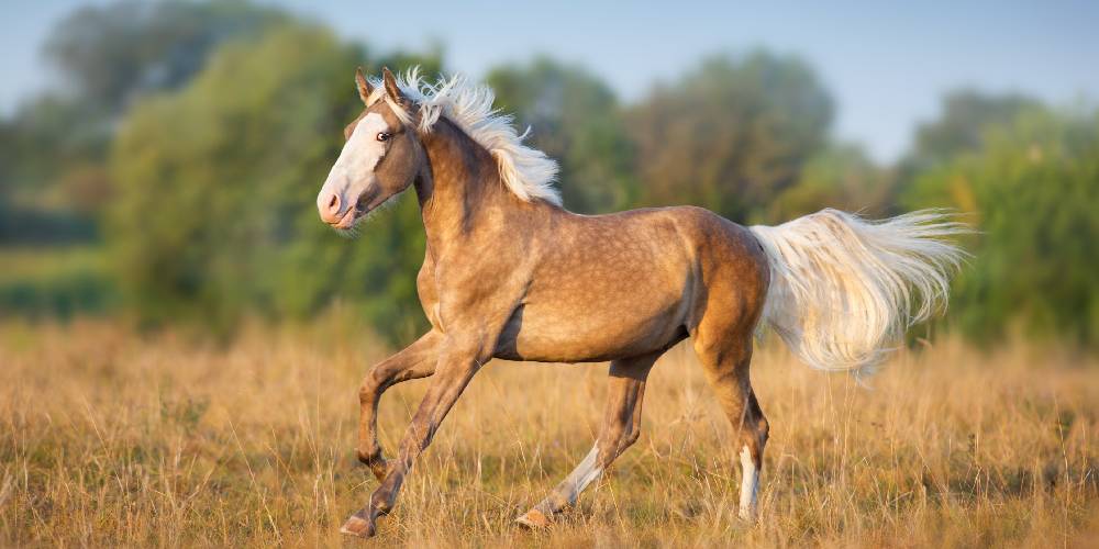 What Is A Chocolate Palomino? All About This Color