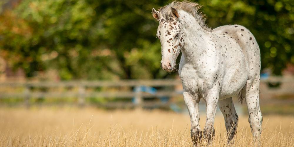 What Is Called Young Female Horse