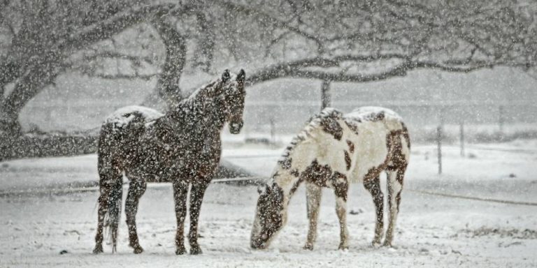 Winter-Inspired Horse Names – Insider Horse – Latest & Greatest Horse ...