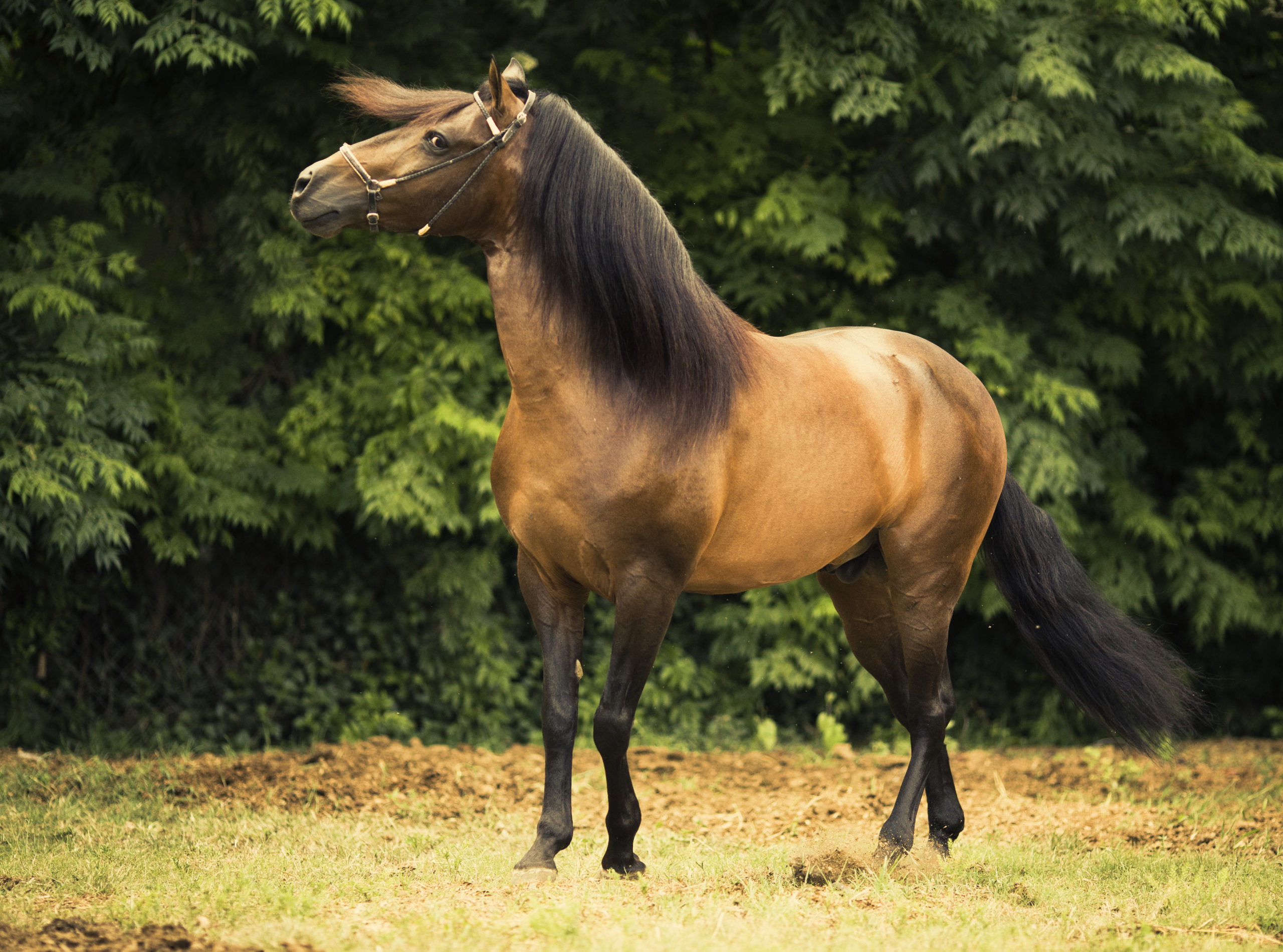 The Paso Fino: All About This Unique Breed