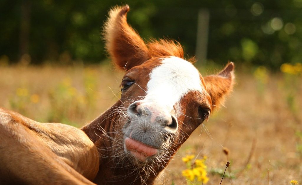 How to Prepare your Foaling Stall – Insider Horse – Latest & Greatest ...