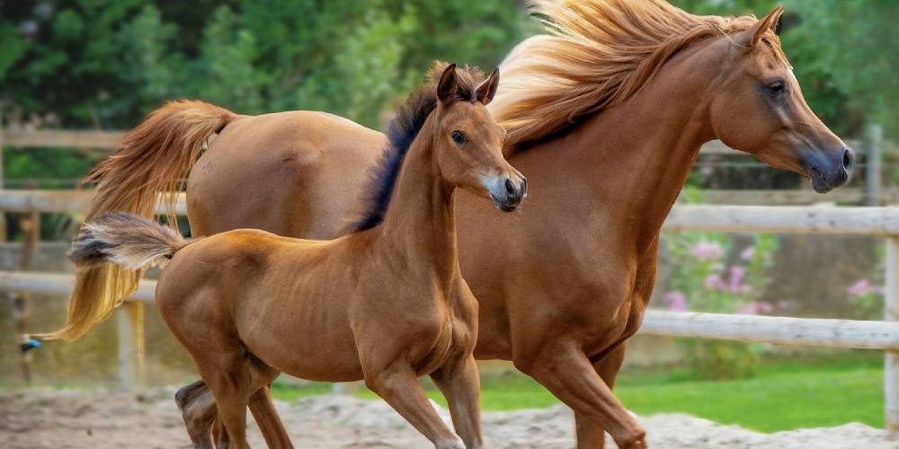 Breeding Your Mare: The Full Guide